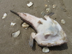 Ogcocephalidae