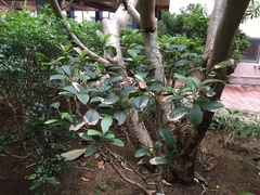 Osmanthus fragrans aurantiacus