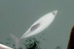 Cephalorhynchus hectori
