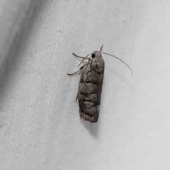 Lichenaula onychodes