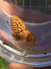 Boloria epithore