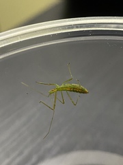 Zelus luridus