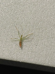 Zelus luridus