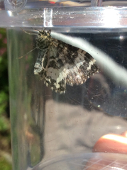 Rheumaptera hastata