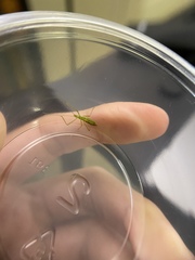 Zelus luridus