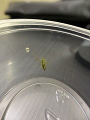 Zelus luridus