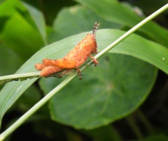 Acrididae