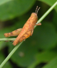 Acrididae