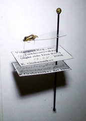 Polymerus brevicornis