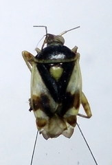Polymerus brevicornis