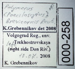 Polymerus brevicornis