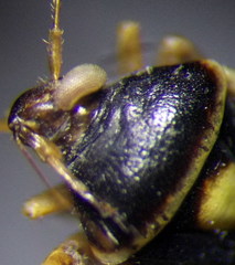 Polymerus brevicornis