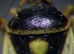 Polymerus brevicornis