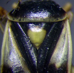 Polymerus brevicornis