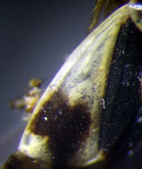 Polymerus brevicornis