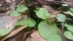 Corybas limpidus