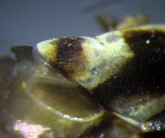 Polymerus brevicornis