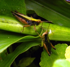 Acrididae