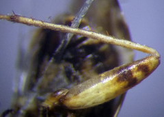 Polymerus brevicornis
