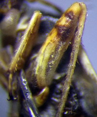 Polymerus brevicornis
