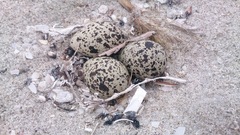 Thinornis cucullatus