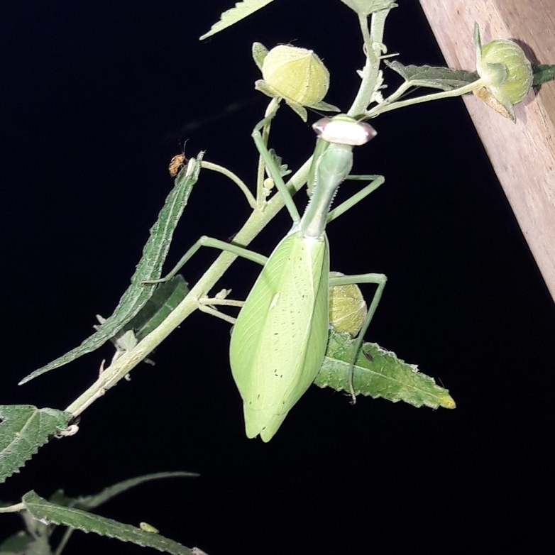 Oxyopsis lobeter
