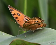Junonia almana javana
