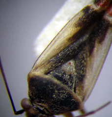 Polymerus cognatus