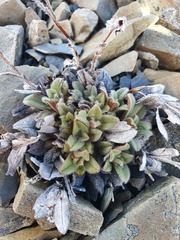 Myosotis traversii traversii