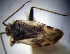 Polymerus cognatus