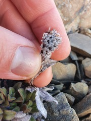 Myosotis traversii traversii