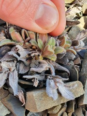 Myosotis traversii traversii