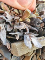 Myosotis traversii traversii