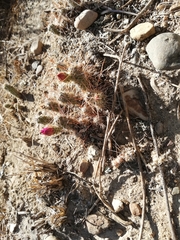 Austrocylindropuntia shaferi