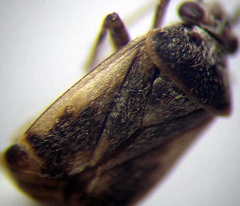 Polymerus cognatus