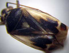 Polymerus cognatus