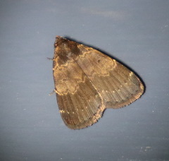 Hydrillodes dimissalis