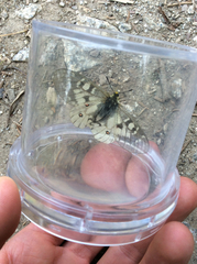 Parnassius clodius