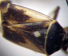 Polymerus cognatus