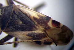 Polymerus cognatus