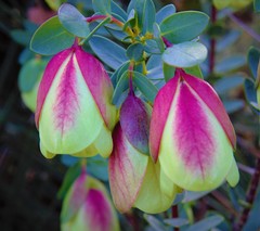 Pimelea physodes