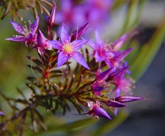 Calytrix leschenaultii