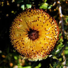 Banksia media