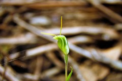 Pterostylis timothyi