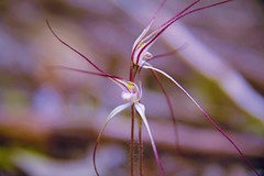 Caladenia microchila