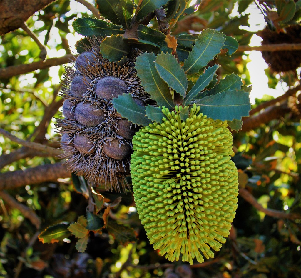 Yellow Lantern Banksia