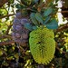 Yellow Lantern Banksia - Photo (c) keenasfish, some rights reserved (CC BY-NC), uploaded by keenasfish