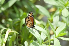 Limenitis archippus watsoni