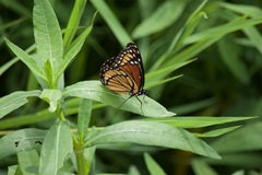 Limenitis archippus watsoni