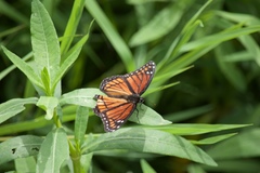 Limenitis archippus watsoni